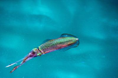 Angling squid with sardine