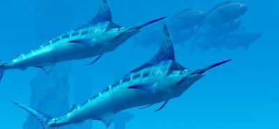 Marlin