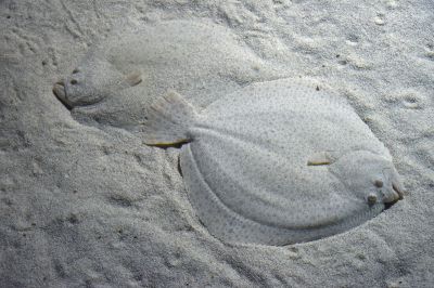 The Brill fish