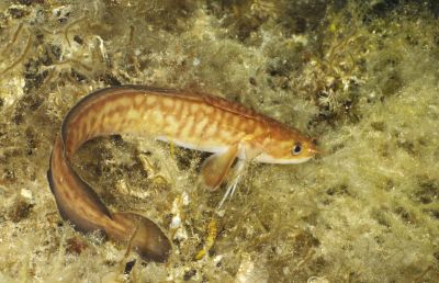 The Burbot