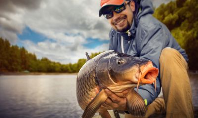 The Common Carp