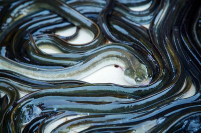 The Eel fish