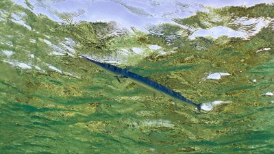 The Garfish