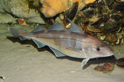 The Haddock fish