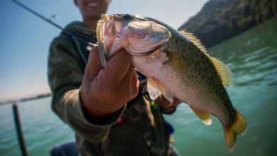 The Largemouth black bass