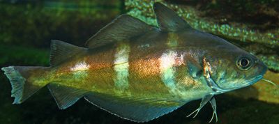The Pouting fish
