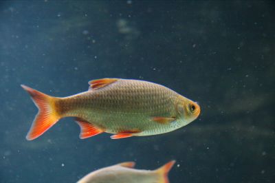 The Rudd fish