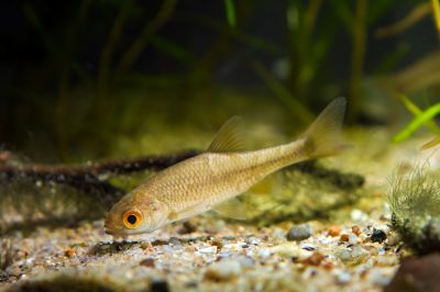The Sunbleak fish 