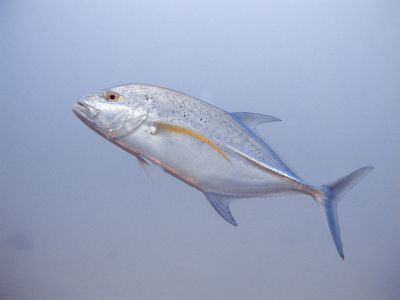 The Banded Rudderfish