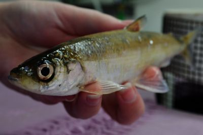 The Bloater fish