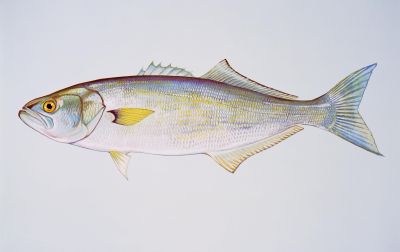 The Bluefish