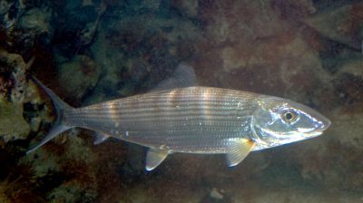 The Bonefish