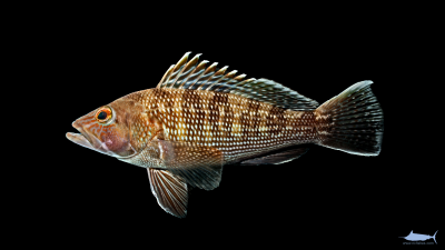 The Black Sea Bass