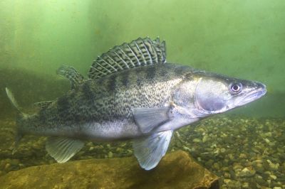 The Zander fish