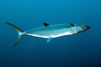 The Cero fish