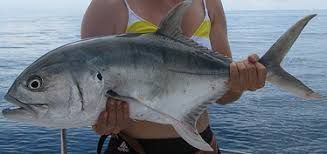 The Crevalle Jack