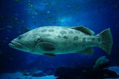 The Gag Fish