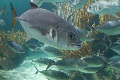 The Horse Eye Jack fish