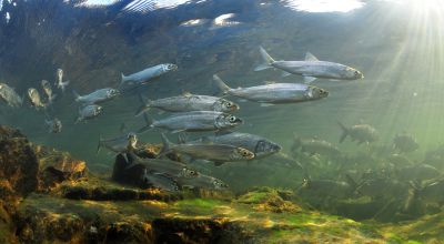 The Lake Herring