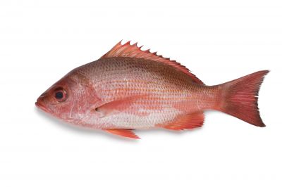 The Red Snapper