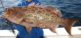 The Scamp fih
