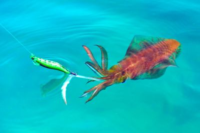 Squid fishing with jigs