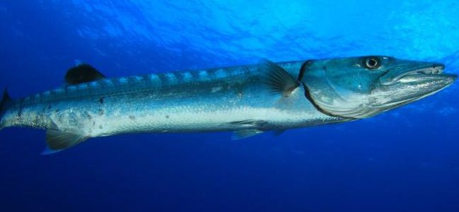 Barracuda Trolling
