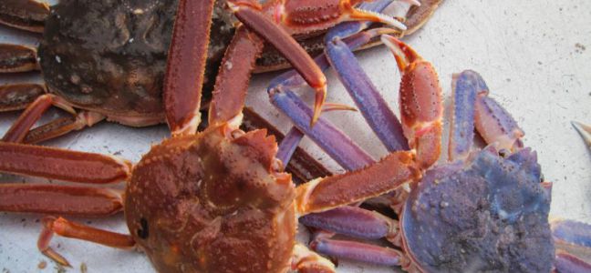 Le crabe des neiges