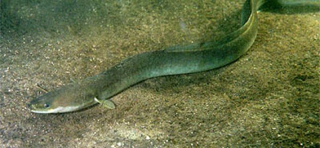 L'anguille de mer