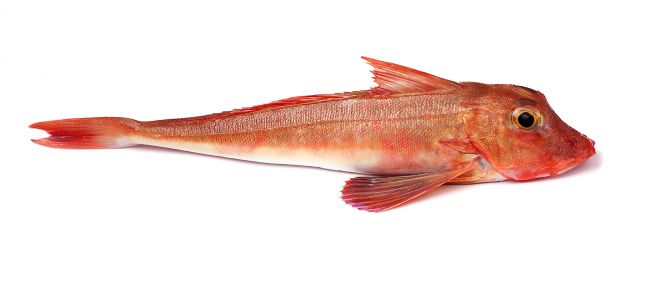 Le grondin Rouge