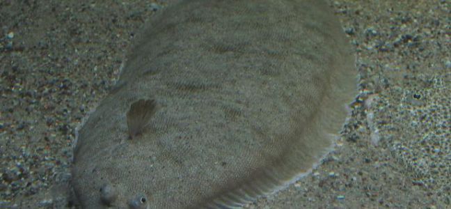 Surfcasting for Sole 