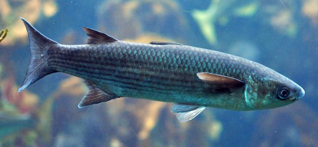 Tips on material for mullet fishing with plug