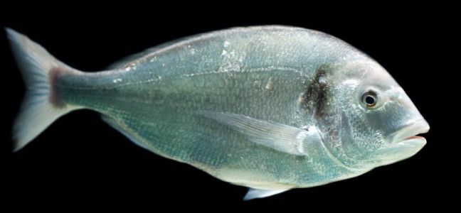 Tips on material for sea bream throwing