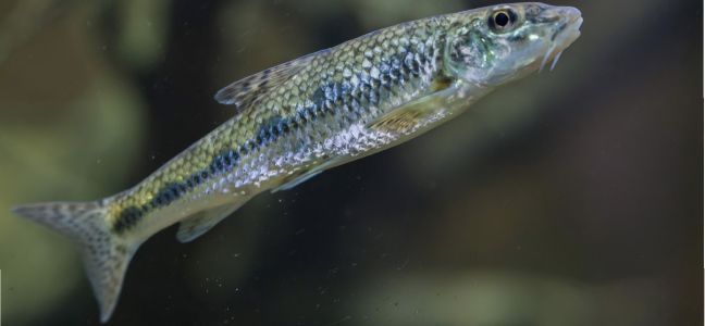 Le goujon