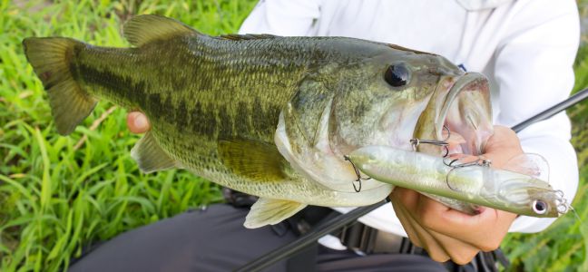 Le Black Bass 