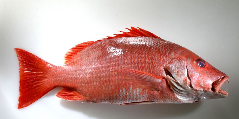 The Yellowtail snapper