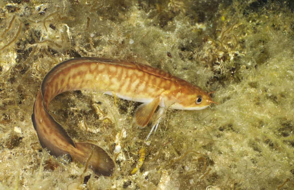 The Burbot