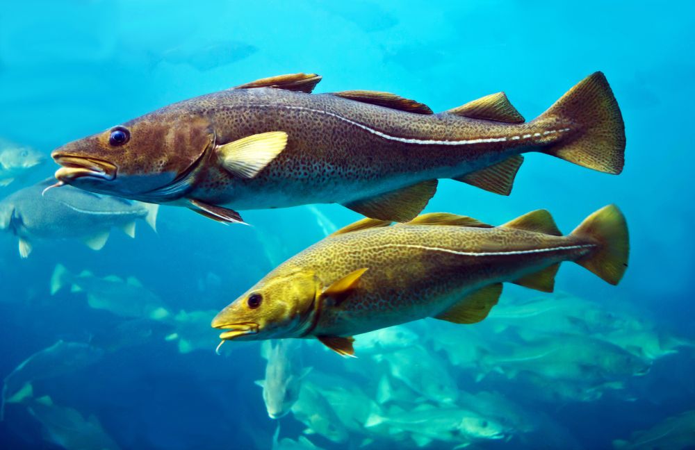 The Cod fish
