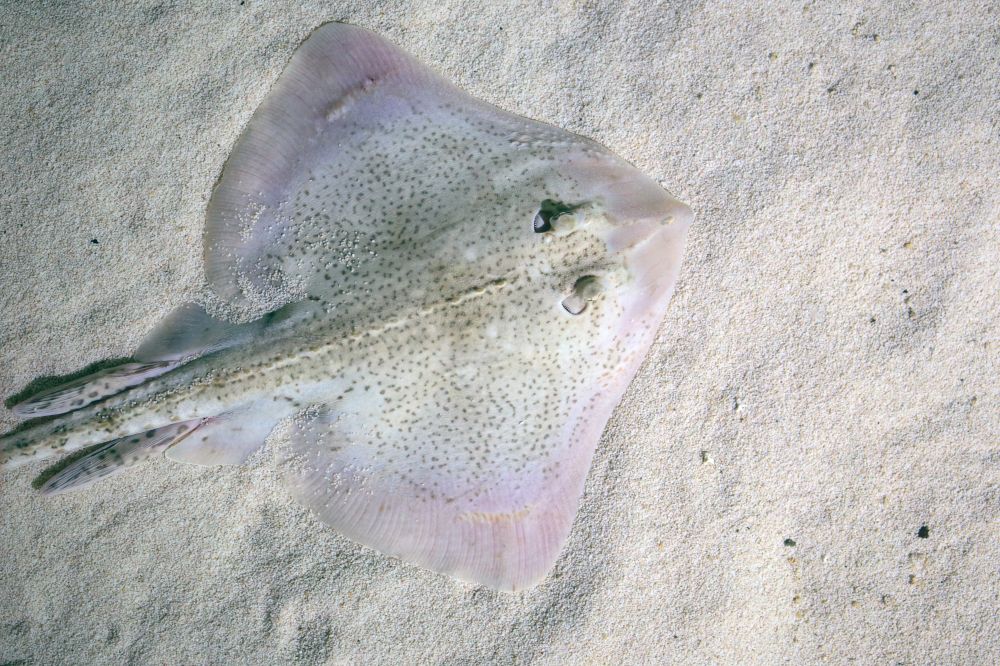 The Common Skate