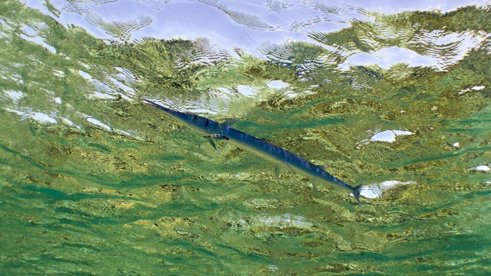 The Garfish