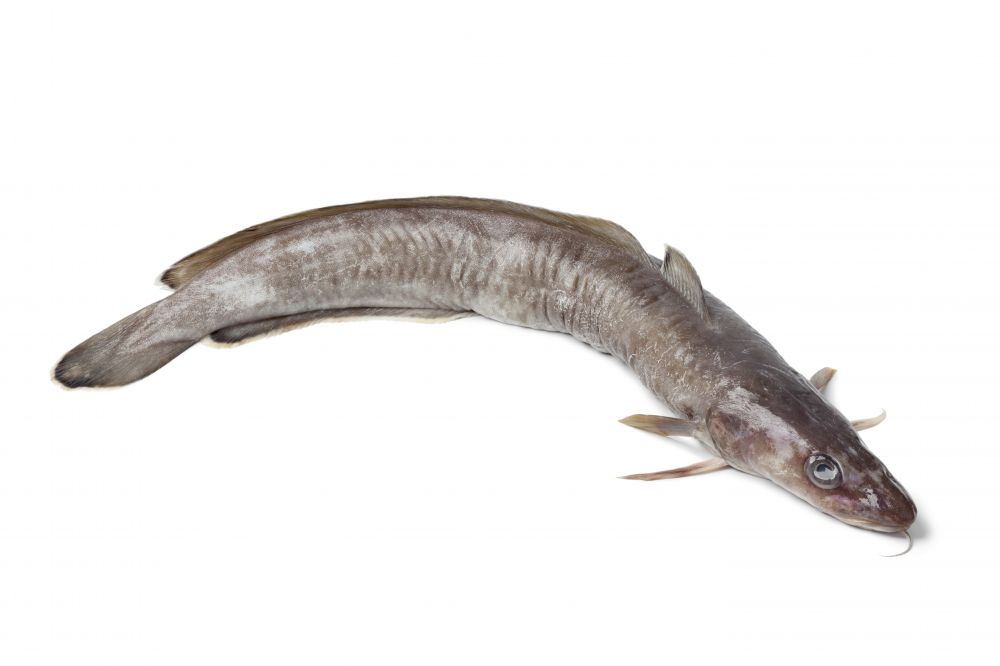 The Ling fish