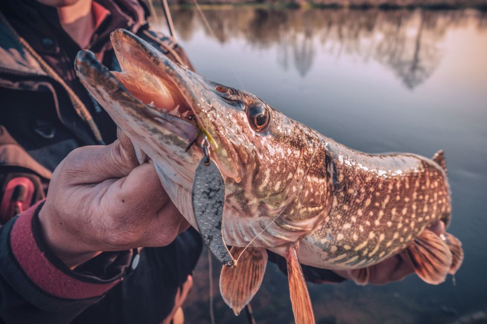 The Pike Fish