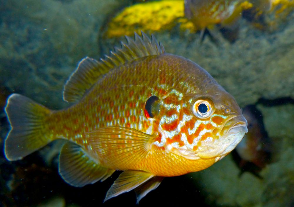 The Pumpkinseed fish