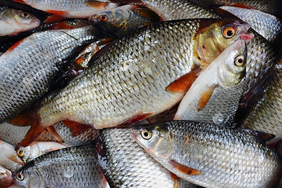 The Roach fish 