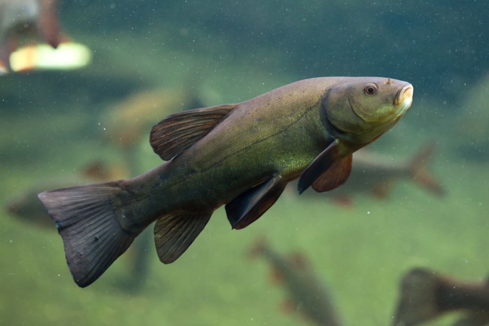 The Tench fish
