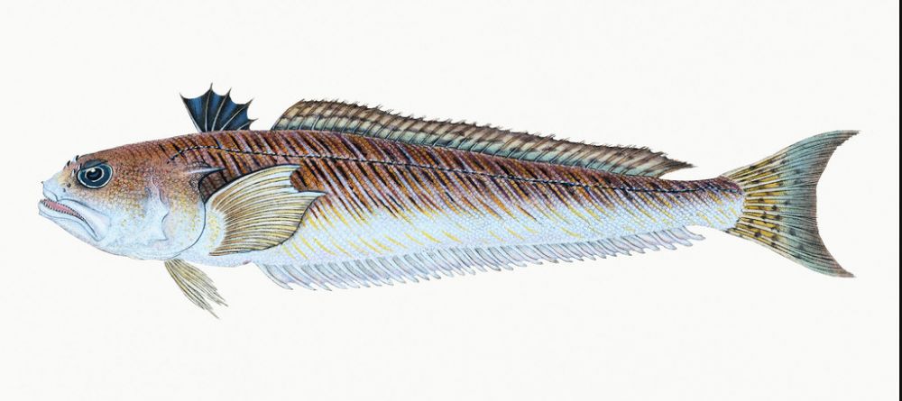 The Weever fish