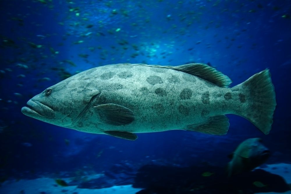 The Gag Fish