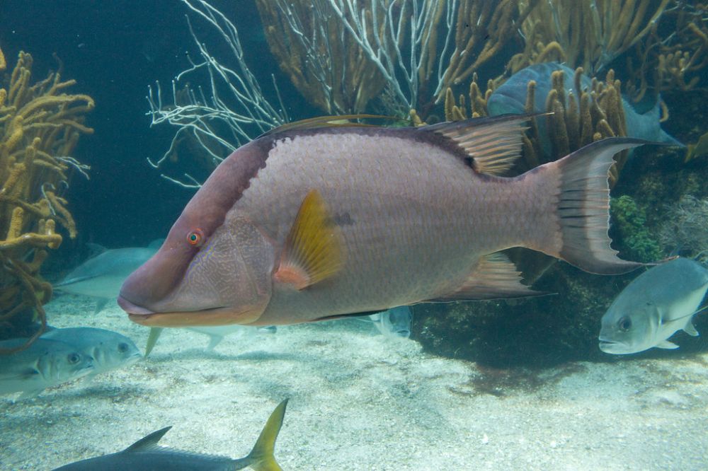 The Hogfish