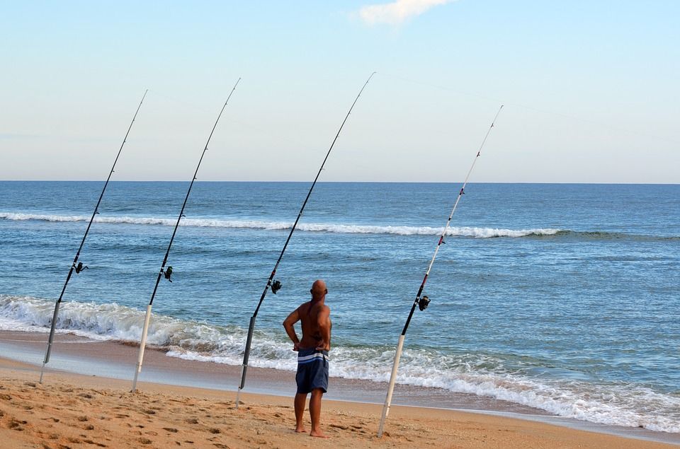 PĂȘcher le bar en surfcasting