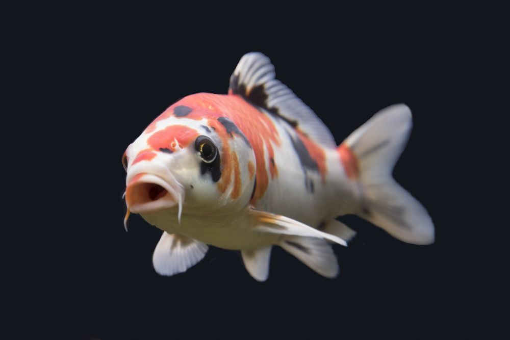 The Ghost Carp